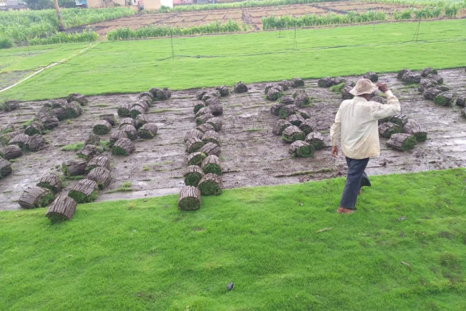 Natural lawn Supplier Marine drive Natural lawn Dealers Kharghar