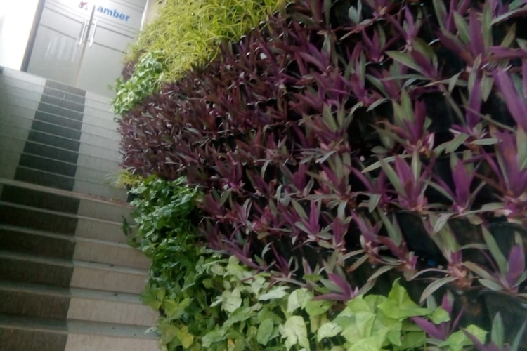 Vertical Garden Dealers Bandra 