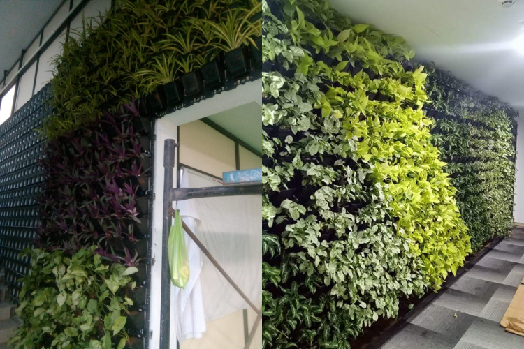 Vertical Garden Suppliers Khar 