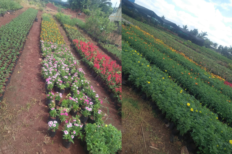Outdoor Plants Dealers Andheri